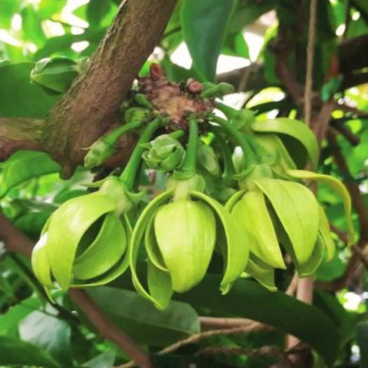 Buy Hari Champa flowering Plant Online at Lalitenterprise
