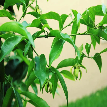 Buy Artabotrys hexapetalus Plant Online at Lalitenterprise