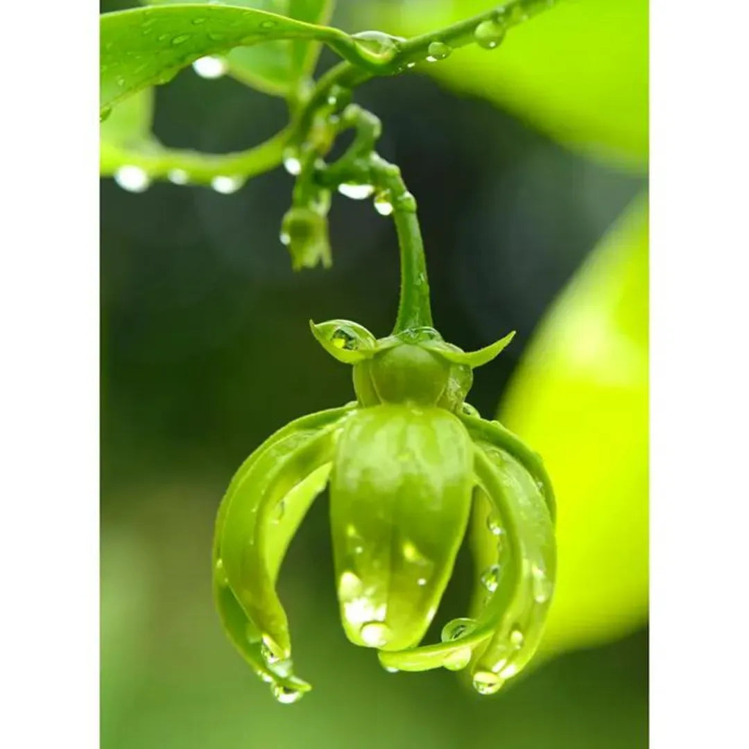 Buy Hari Champa Plant Online at Lalitenterprise