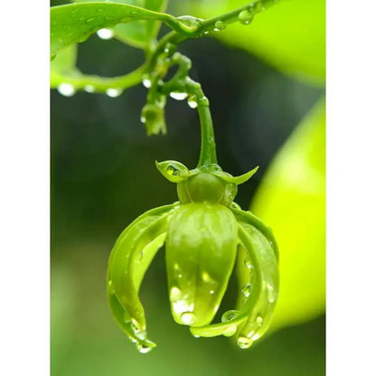 Buy Hari Champa Plant Online at Lalitenterprise