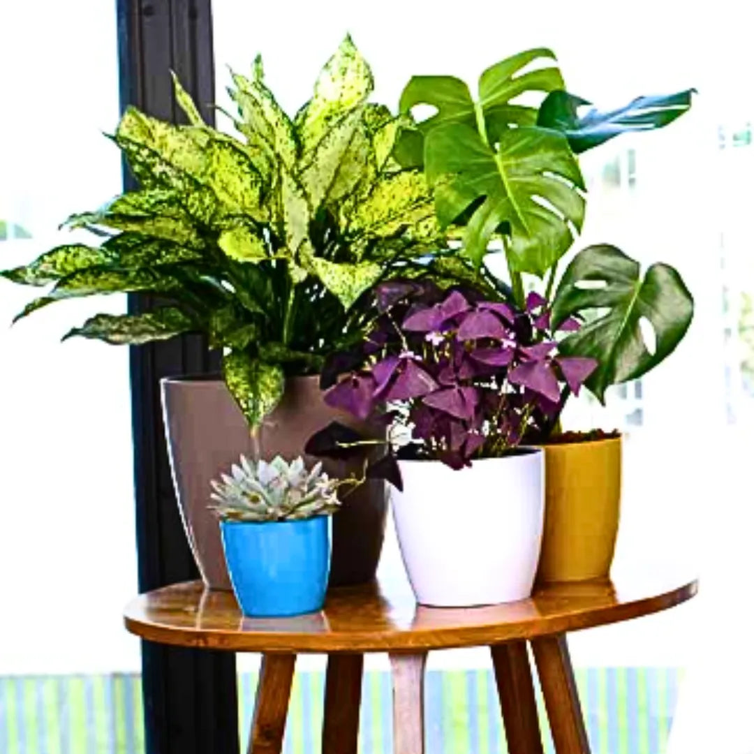 Buy Harshdeep Premium Valencia 11 - Planter Online at Lalitenterprise