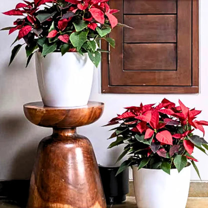 Buy Harshdeep Premium Valencia 16 - Planter Online at Lalitenterprise