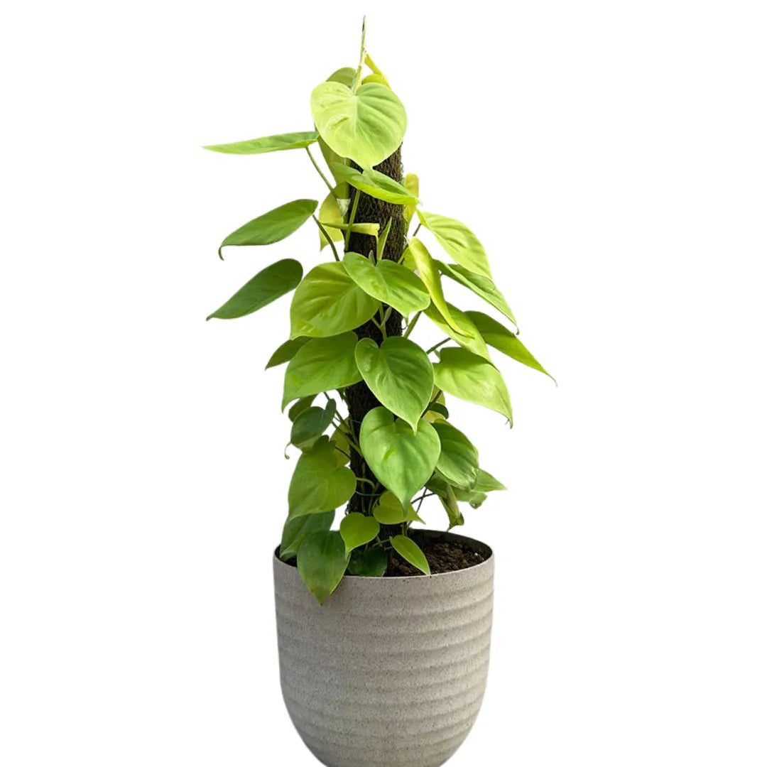 Buy Heartleaf Philodendron with Moss Stick "Golden" – Plant Online at Lalitenterprise