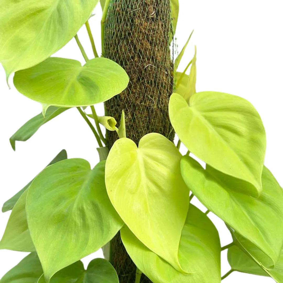 Buy Heartleaf Philodendron with Moss Stick "Golden" – Plant Online at Lalitenterprise