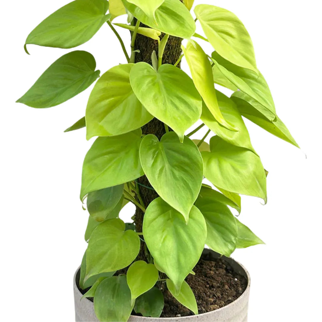 Buy Heartleaf Philodendron with Moss Stick "Golden" – Plant Online at Lalitenterprise