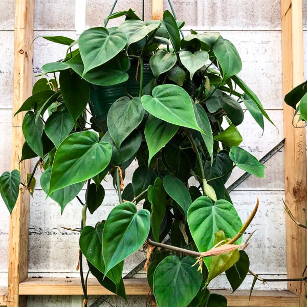 Buy Heartleaf Philodendron "Green" - Plant Online at Lalitenterprise