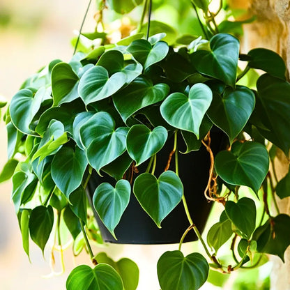 Buy Heartleaf Philodendron "Green" - Plant Online at Lalitenterprise