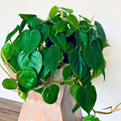 Buy Heartleaf Philodendron "Green" - Plant Online at Lalitenterprise