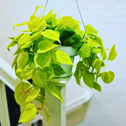 philodendron hammerhead gold Philodendron Oxycardium Golden (Heartleaf Philodendron)