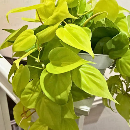 golden philodendron plant Philodendron Oxycardium Golden (Heartleaf Philodendron)