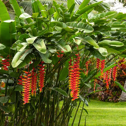 Buy7 Heliconia Rostrata (Lobster-Claws) - Plant Online at Lalitenterprise