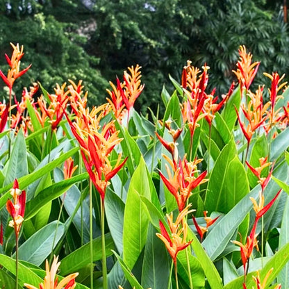 Buy Heliconia 'American Dwarf' - Plant Online at Lalitenterprise