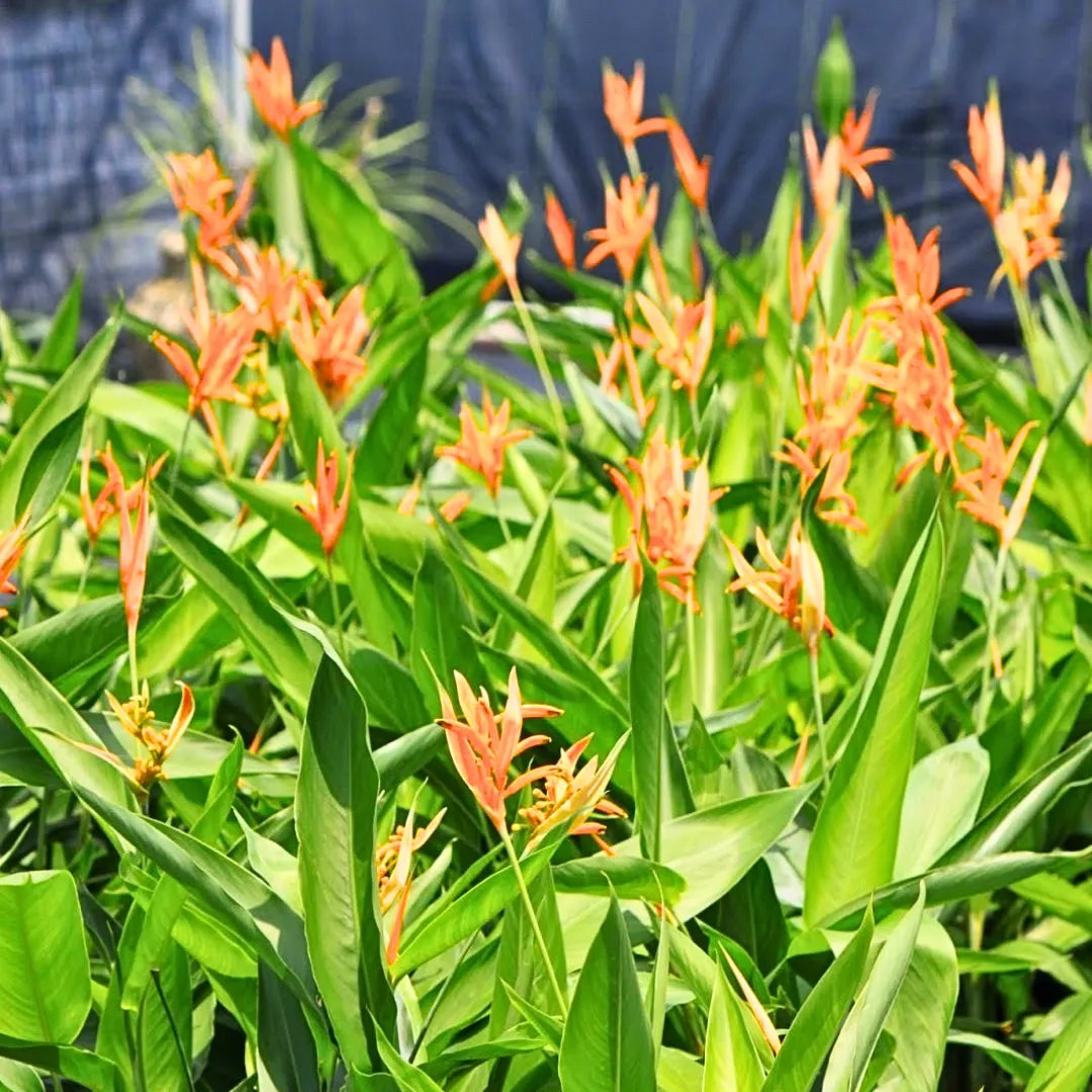 Buy Heliconia 'American Dwarf' - Plant Online at Lalitenterprise