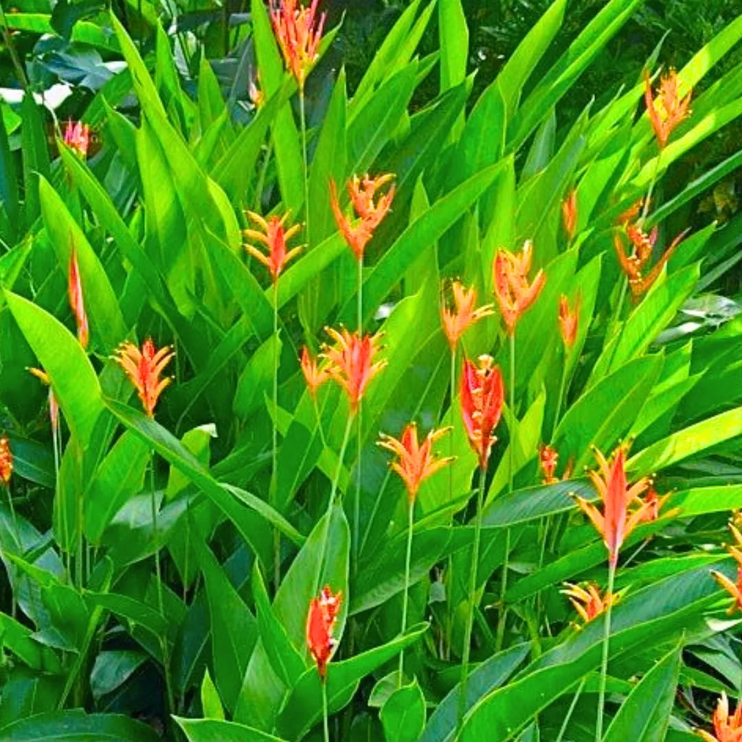 Buy Heliconia 'American Dwarf' - Plant Online at Lalitenterprise