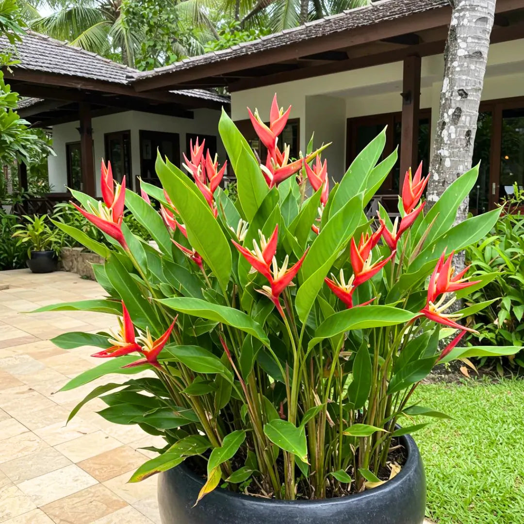 Buy Heliconia Angusta (Christmas Heliconia) - Plant Online at Lalitenterprise