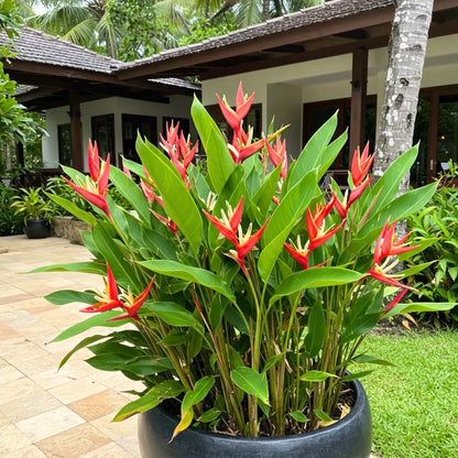 Buy Heliconia Angusta (Christmas Heliconia) - Plant Online at Lalitenterprise