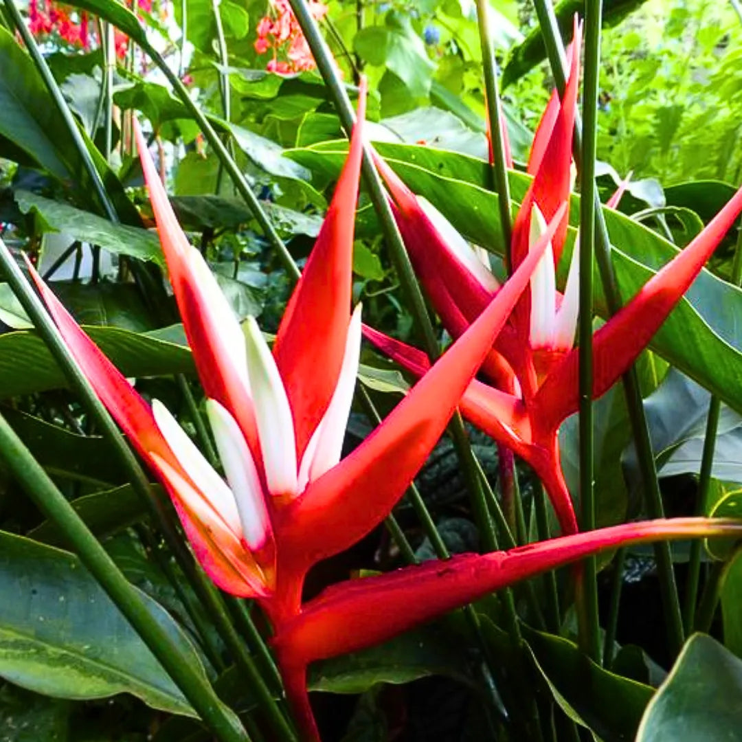 Buy Christmas Heliconia - Plant Online at Lalitenterprise