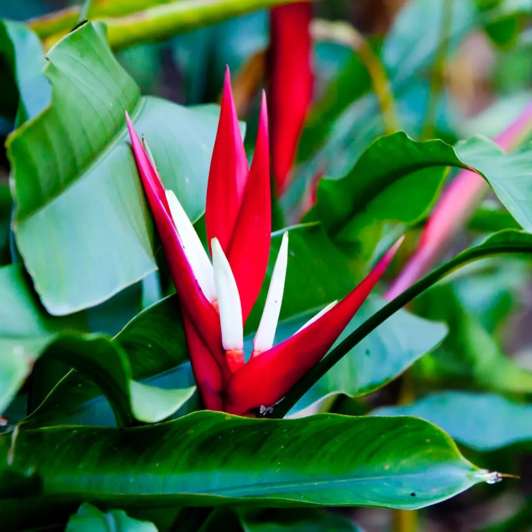 Buy Heliconia Angusta - Plant Online at Lalitenterprise