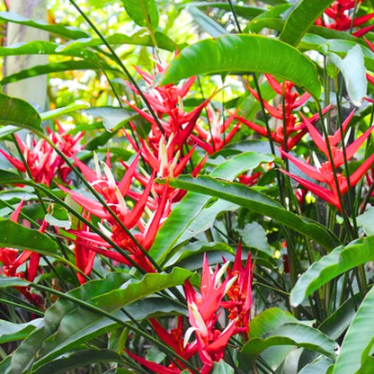 Buy Heliconia Angusta (Christmas Heliconia) - Plant Online at Lalitenterprise