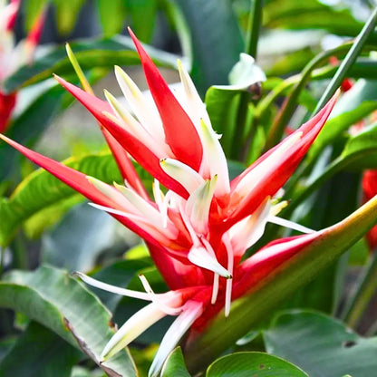 Buy Christmas Heliconia - Plant Online at Lalitenterprise