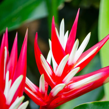 Buy Heliconia Angusta - Plant Online at Lalitenterprise