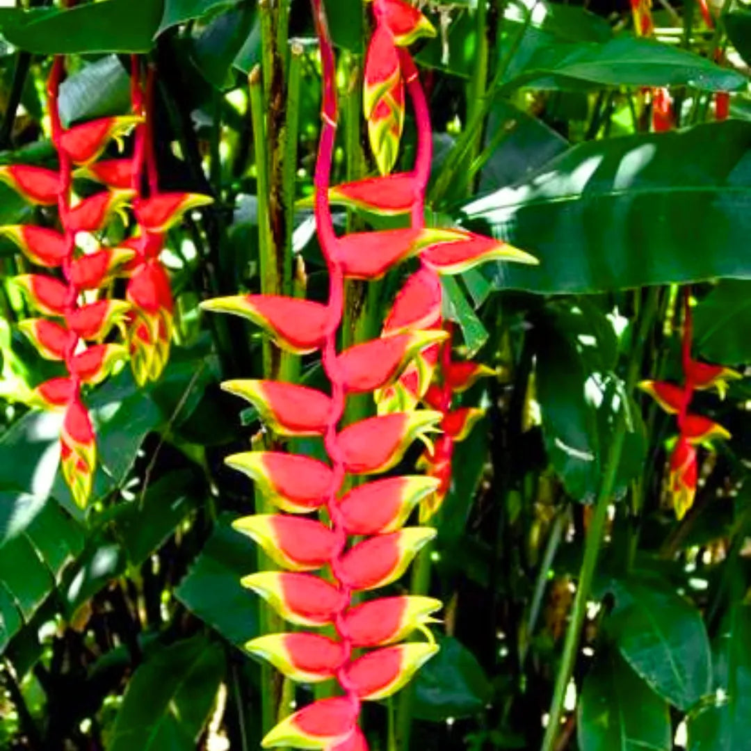 Buy Heliconia Rostrata (Lobster-Claws) - Plant Online at Lalitenterprise