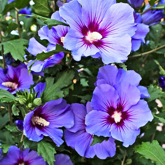 Buy Hibiscus 'Purple' -  Plant Online at Lalitenterprise