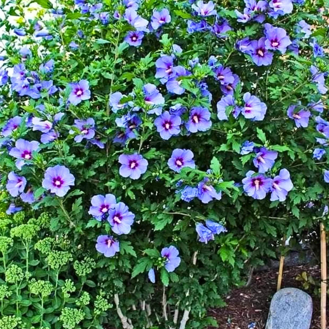 Buy Hibiscus 'Purple' -  Plant Online at Lalitenterprise