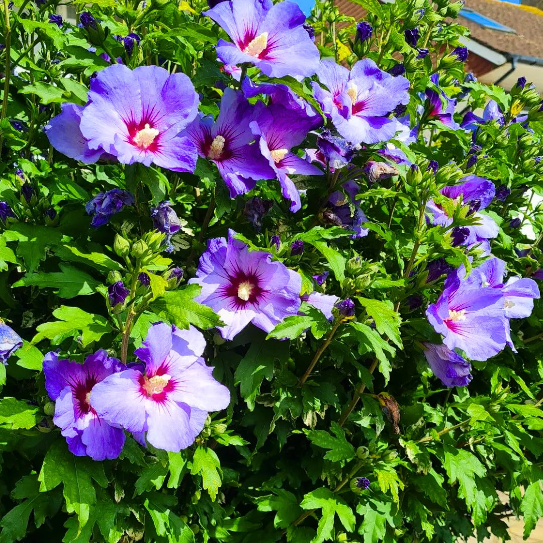 Buy Hibiscus 'Purple' -  Plant Online at Lalitenterprise