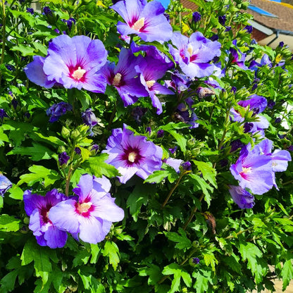 Buy Hibiscus 'Purple' -  Plant Online at Lalitenterprise