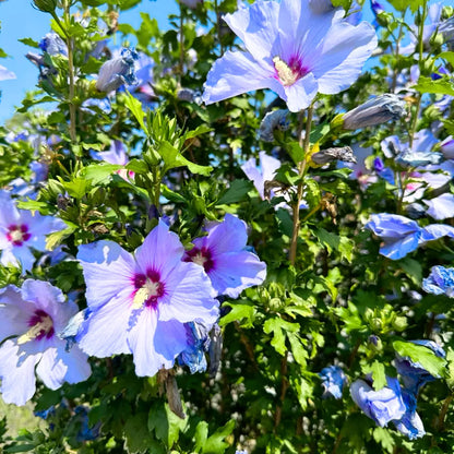 Buy Hibiscus 'Purple' -  Plant Online at Lalitenterprise