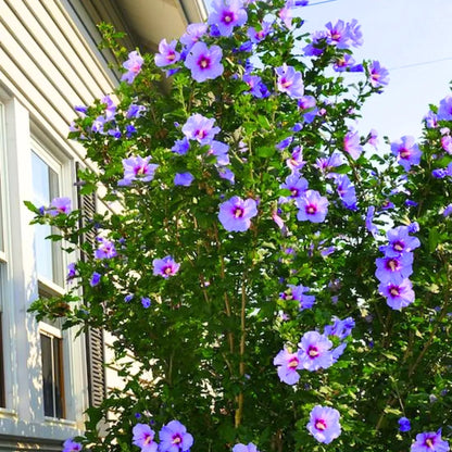 Buy Hibiscus 'Purple' -  Plant Online at Lalitenterprise