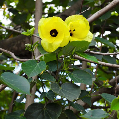 Buy Hibiscus Tiliaceus - Plant Online at Lalitenterprise