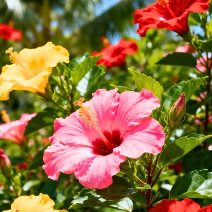 Buy Hibiscus Flower "Combo pack of 6" - Plant  Online at Lalitenterprise