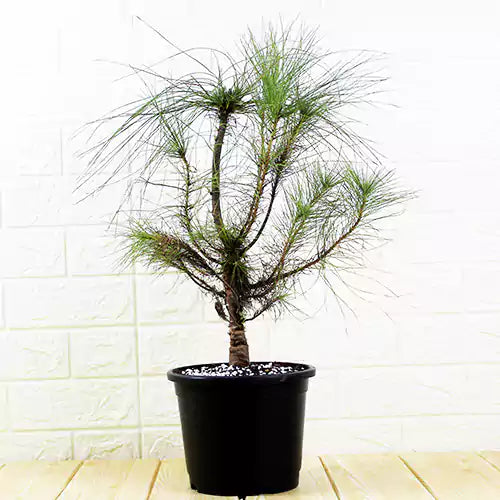 Buy Pinus Wallichiana - Plant Online at Lalitenterprise