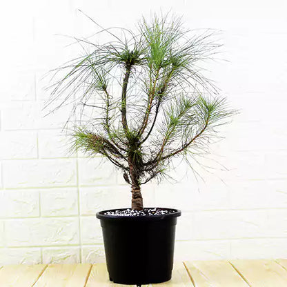 Buy Pinus Wallichiana - Plant Online at Lalitenterprise