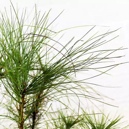 Buy Himalayan Pine - Plant Online at Lalitenterprise