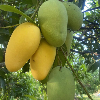 Buy Himsagar Mango Fruit Plant "Grafted" Online at Lalitenterprise