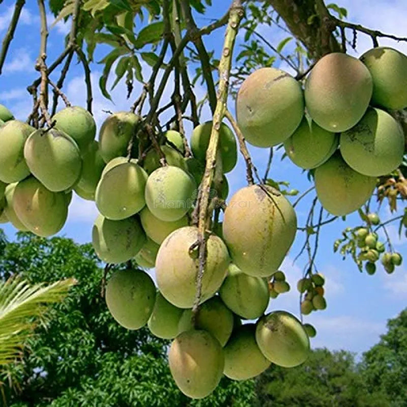 Buy Himsagar Mango Fruit Plant "Grafted" Online at Lalitenterprise