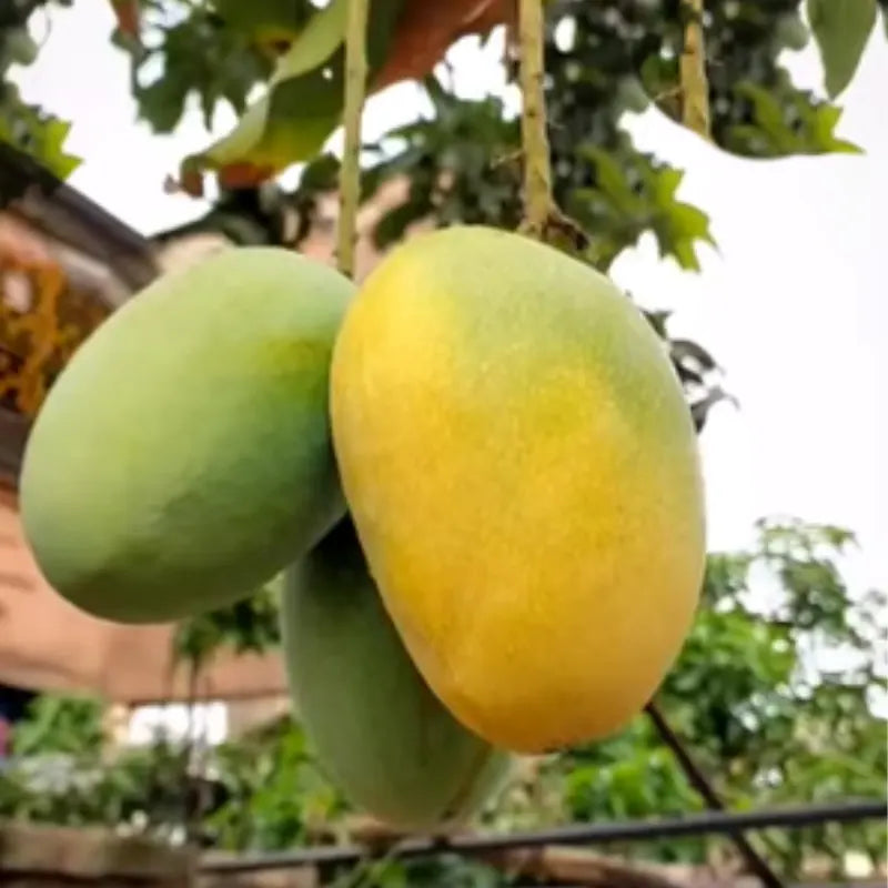 Buy Himsagar Mango Fruit Plant "Grafted" Online at Lalitenterprise