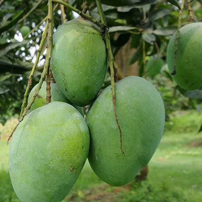 Buy Himsagar Mango Fruit Plant "Grafted" Online at Lalitenterprise