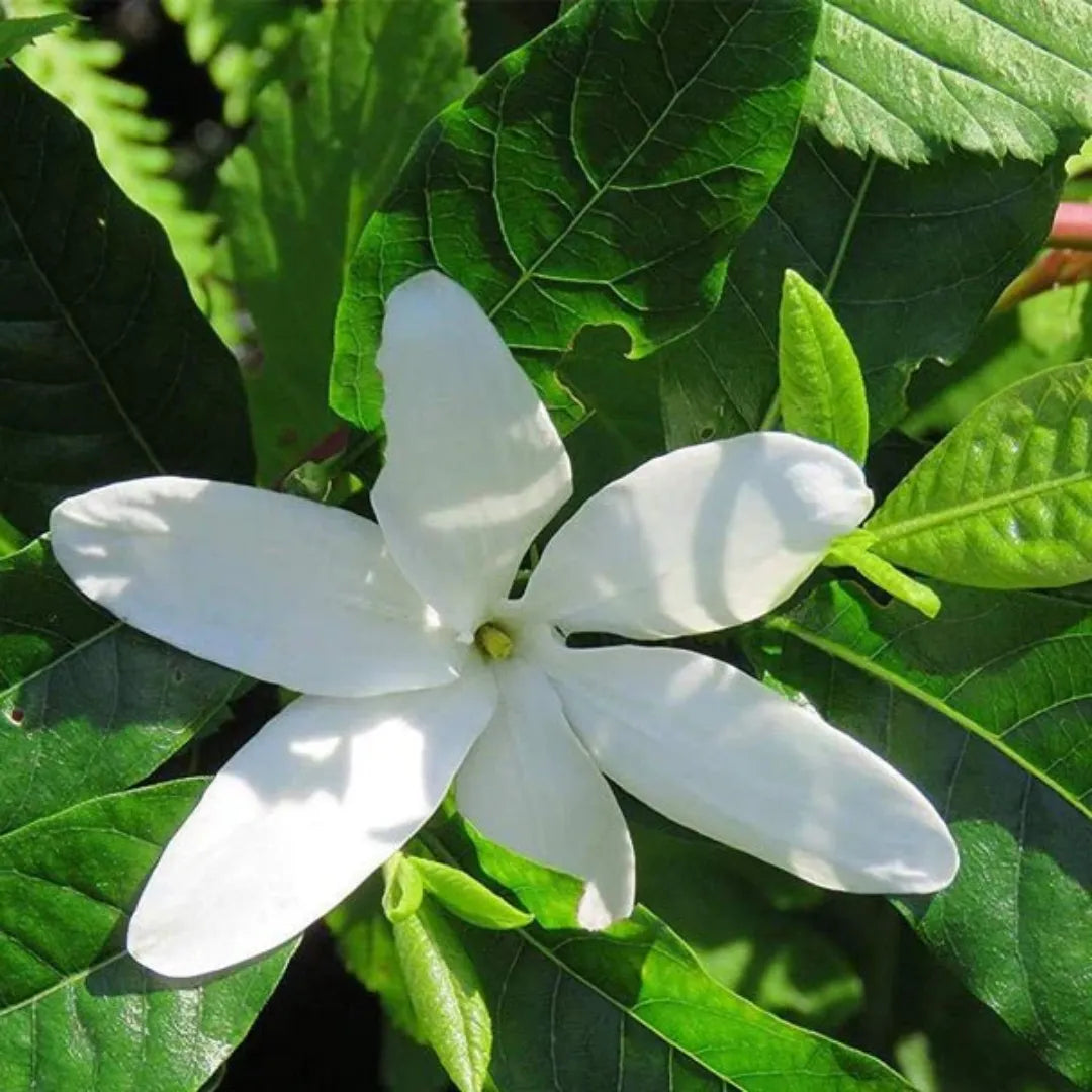 Buy Hing, Asafoetida (Ferula Assafoetida) - Plant Online at Lalitenterprise