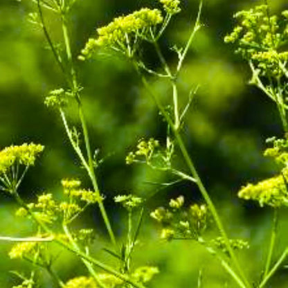 asafoetida plant seeds Hing, Asafoetida (Ferula Assafoetida)