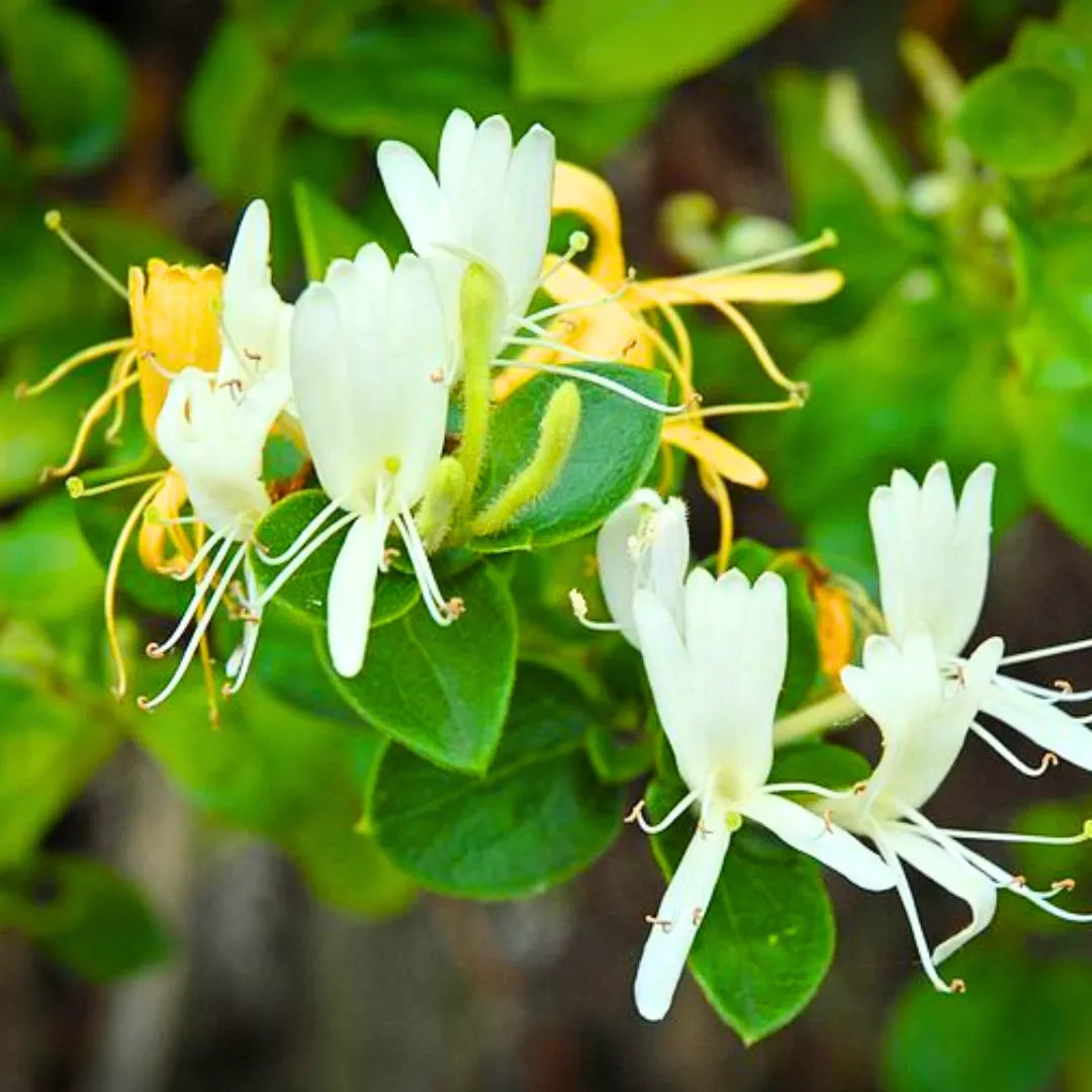 Buy Honeysuckle Vine "Lonicera Japonica" - Plant Online at Lalitenterprise