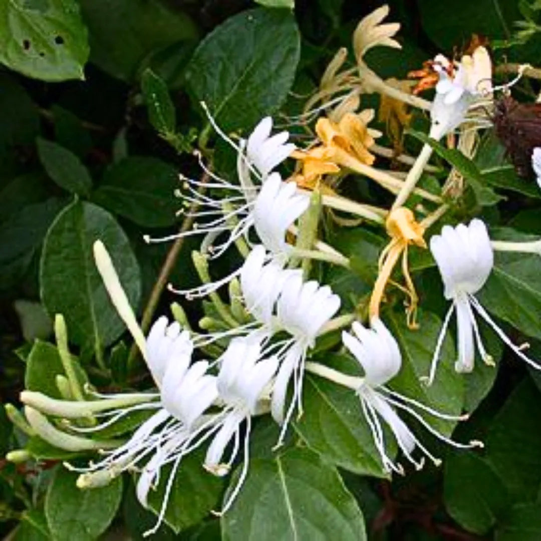 Buy Honeysuckle Vine "Lonicera Japonica" - Plant Online at Lalitenterprise