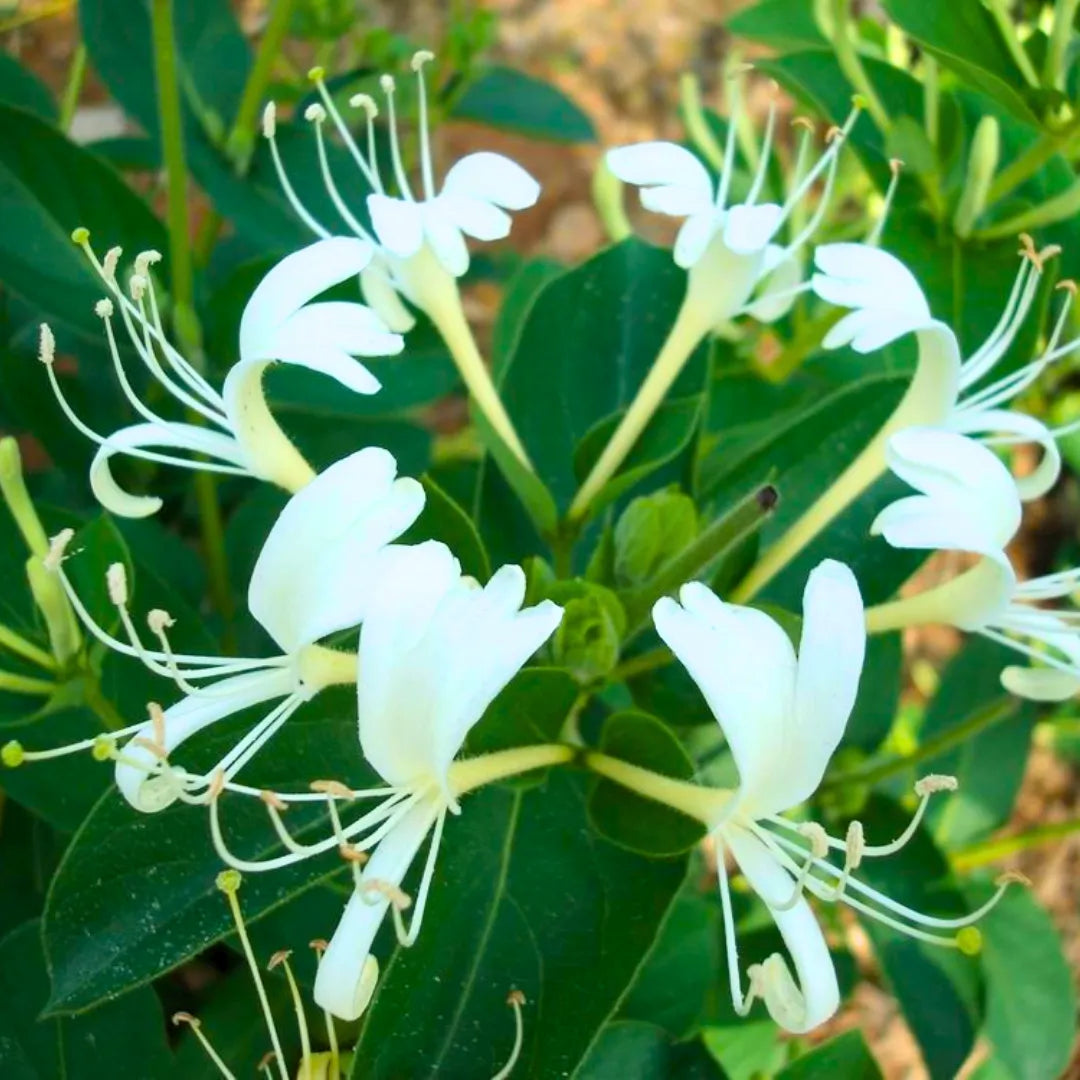 Buy Honeysuckle Vine "Lonicera Japonica" - Plant Online at Lalitenterprise