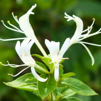 Buy Honeysuckle Vine "Lonicera Japonica" - Plant Online at Lalitenterprise