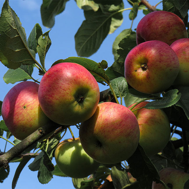 Buy Grafted Apple Fruit Plant (Hot Climate Variety) Online at Lalitenterprise