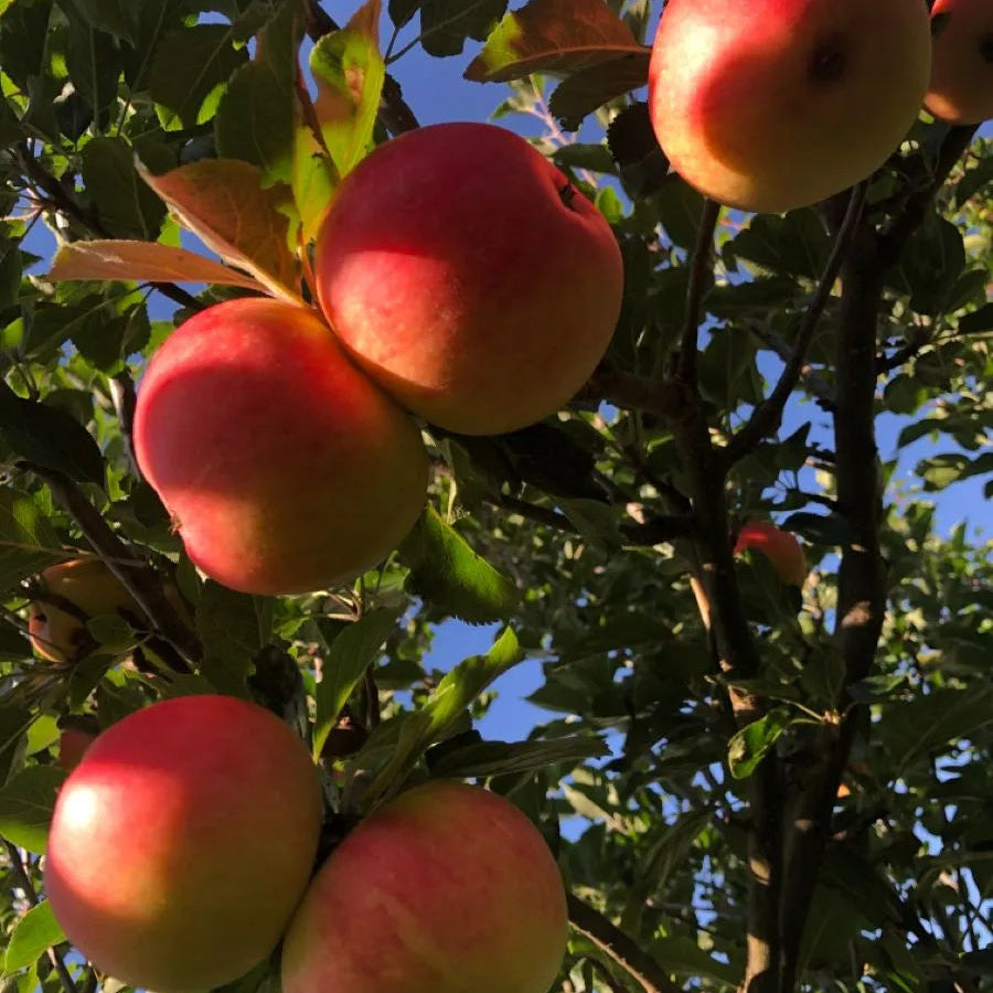 Buy Grafted Apple Fruit Plant (Hot Climate Variety) Online at Lalitenterprise