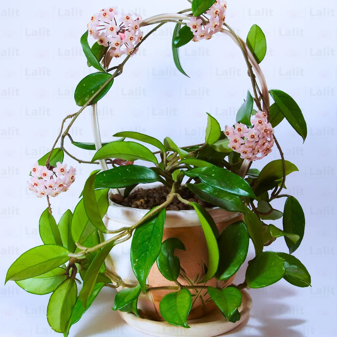 Buy Hoya Carnosa (Krimson Queen) "Variegated" - Plant Online at Lalitenterprise